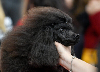 Nuovo Dpcm: Conte salva i parrucchieri, no le toelette. Animalisti in rivolta