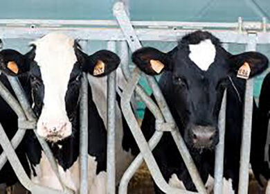 Gli allevatori casertani soccorrono un’azienda zootecnica ferma per Covid