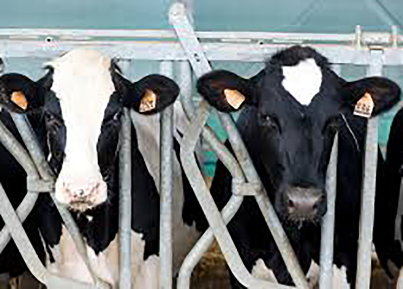 Gli allevatori casertani soccorrono un’azienda zootecnica ferma per Covid Gli allevatori casertani soccorrono un’azienda zootecnica ferma per Covid