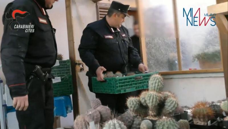 Traffico illegale di cactus rari, le piante sequestrate inviate a Milano Traffico illegale di cactus rari, le piante sequestrate inviate a Milano