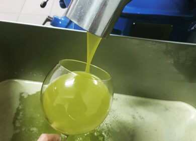 Olio evo. Coldiretti, i numeri 2020 in Campania: calo del 12% ma alta qualità