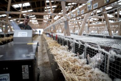 Covid, Danimarca in rivolta per la strage di visoni: il governo ora rischia