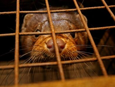 Visoni, Italia come la Danimarca: Speranza stoppa allevamenti. Pericolo Covid