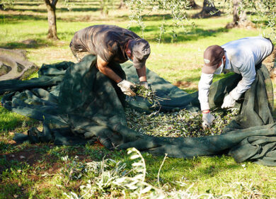Giornata mondiale dell’ulivo, in Italia 250 milioni di piante da tutelare