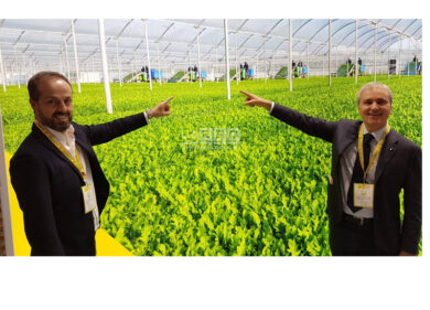 “Rucola Piana del Sele Igp” è il 311° marchio italiano certificato dall’Europa