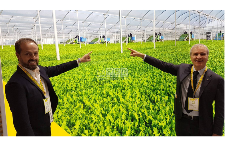 “Rucola Piana del Sele Igp” è il 311° marchio italiano certificato dall’Europa “Rucola Piana del Sele Igp” è il 311° marchio italiano certificato dall’Europa