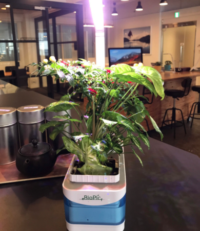 Coltivare erbe da cocktail, l’idea per farlo a casa in tempi di lockdown