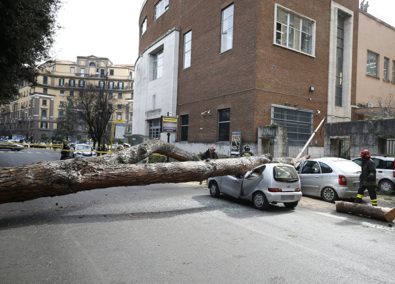 Albero crolla e ferisce un avvocato. “Era da abbattere”: 7 a rischio processo Albero crolla e ferisce un avvocato. “Era da abbattere”: 7 a rischio processo