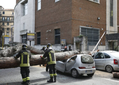 Albero crolla e ferisce un avvocato. “Era da abbattere”: 7 a rischio processo