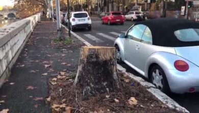 Roma giungla urbana: Francesco Giro e le potature del Comune – 1