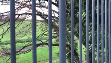 Roma giungla urbana: Francesco Giro e le potature del Comune – 2