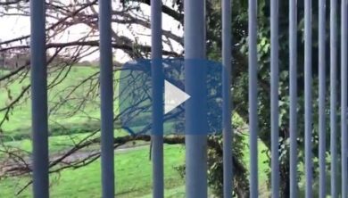 Roma giungla urbana: alberi caduti e niente potature. Raggi si sveglia tardi