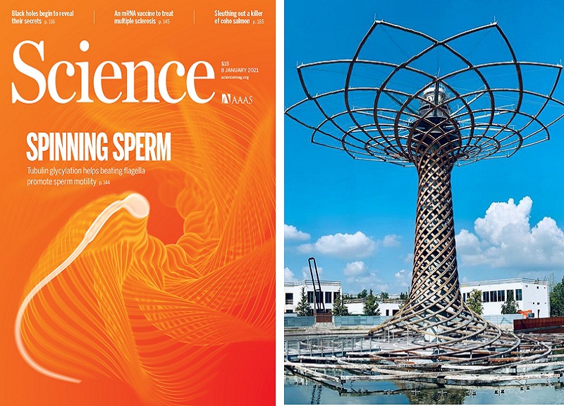 Human Technopole, studio sulla fecondità sulla copertina di Science Human Technopole, studio sulla fecondità sulla copertina di Science