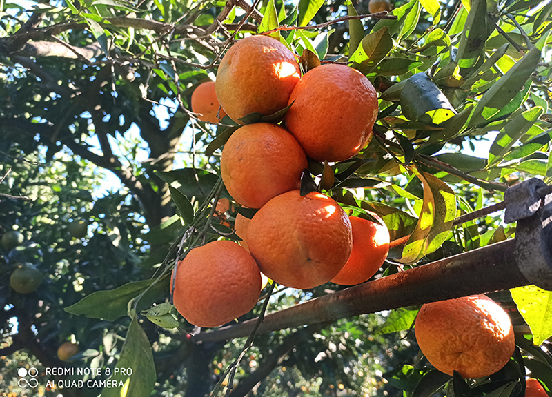 Agrumi pugliesi al macero, chiesto Tavolo agrumicolo regionale