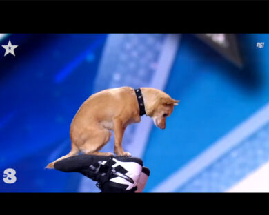 Italia’s Got Talent: Christian Stoinev e il cane equilibrista Percy”