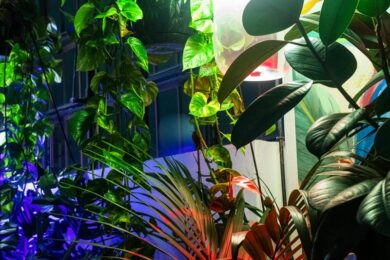 A Milano la prima Fabbrica dell’Aria: le piante depurano gli ambienti indoor