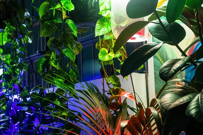 A Milano la prima Fabbrica dell’Aria: le piante depurano gli ambienti indoor A Milano la prima Fabbrica dell’Aria: le piante depurano gli ambienti indoor
