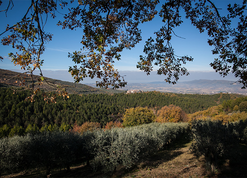 All’Ercole Olivario le aziende parlano di prospettive del turismo dell’olio All’Ercole Olivario le aziende parlano di prospettive del turismo dell’olio
