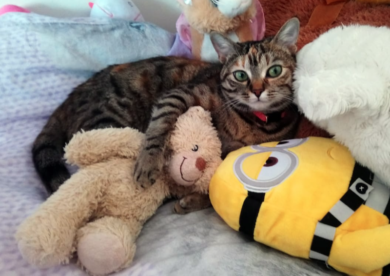 17 febbraio, giornata del gatto: “Rivolgersi regolarmente al veterinario”