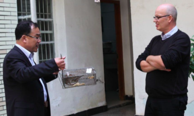 Coronavirus, pipistrelli e pangolini bombe di virus pronte a esplodere