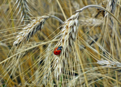 Biotecnologia per l’agricoltura