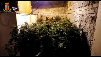 Un pollice verde illecito. Aveva 40 piante di marijuana in un casolare: preso