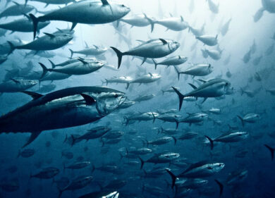 Sostenibilità, il piano di Mare Aperto per ridurre il consumo di acqua