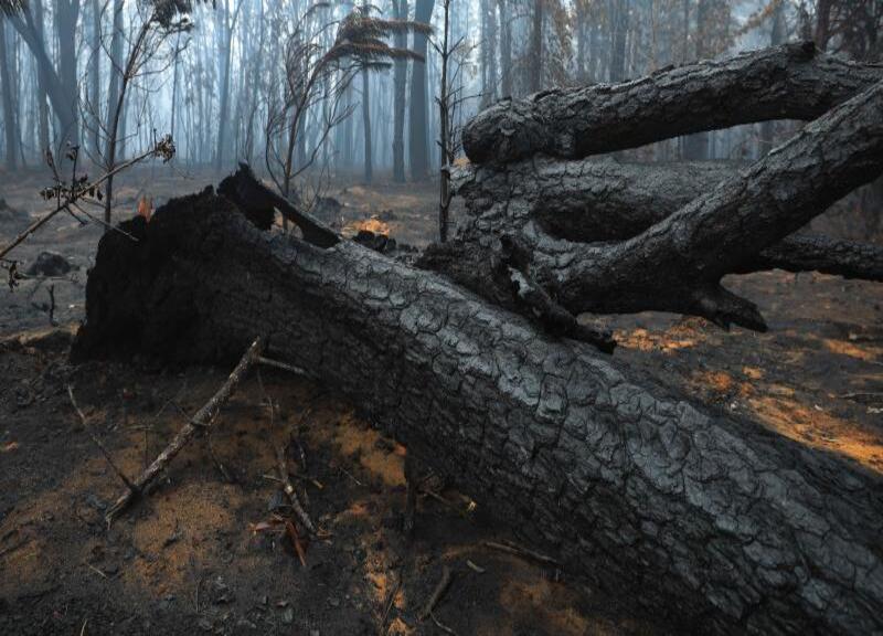 Incendi, locuste, epidemie: agricoltura, la vera vittima dei disastri naturali Incendi, locuste, epidemie: agricoltura, la vera vittima dei disastri naturali