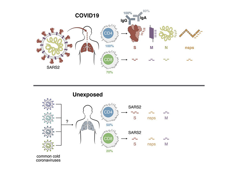 Covid, le cellule T danno immunità: 20-50% della popolazione si protegge così Covid, le cellule T danno immunità: 20-50% della popolazione si protegge così