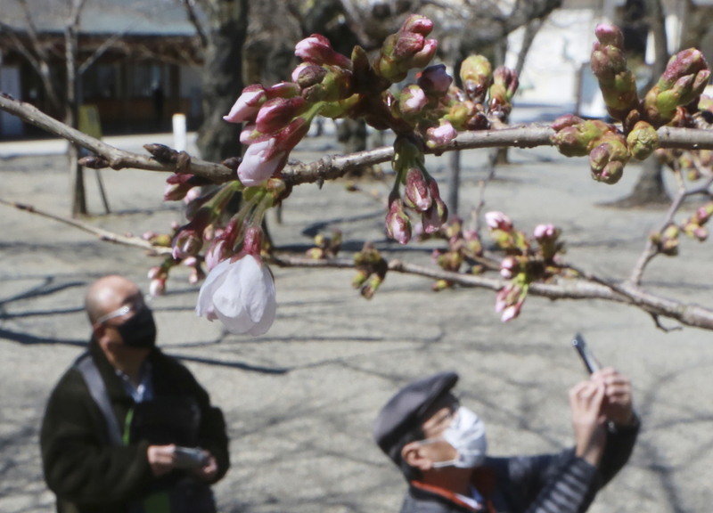 Hanami e sakura, in Giappone finisce l’emergenza Covid e fioriscono i ciliegi Hanami e sakura, in Giappone finisce l’emergenza Covid e fioriscono i ciliegi