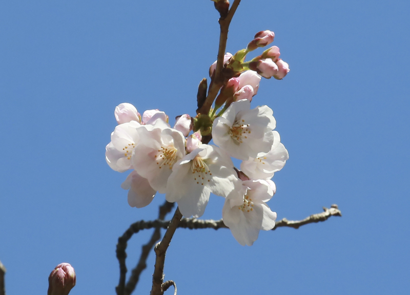 Hanami e sakura, in Giappone finisce l’emergenza Covid e fioriscono i ciliegi Hanami e sakura, in Giappone finisce l’emergenza Covid e fioriscono i ciliegi