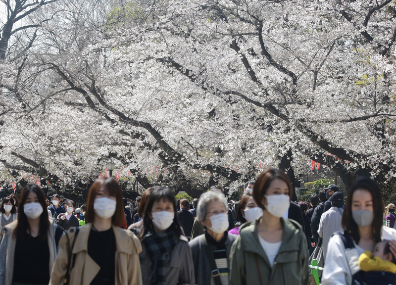 Hanami e sakura, in Giappone finisce l’emergenza Covid e fioriscono i ciliegi Hanami e sakura, in Giappone finisce l’emergenza Covid e fioriscono i ciliegi