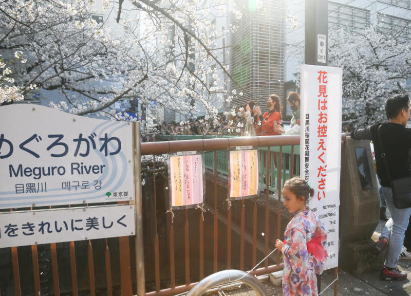 Hanami e sakura, in Giappone finisce l’emergenza Covid e fioriscono i ciliegi Hanami e sakura, in Giappone finisce l’emergenza Covid e fioriscono i ciliegi