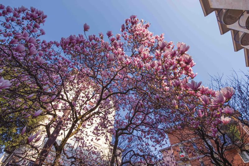 Coronavirus, a Bergamo la mostra “Primavera” per tornare a sperare. FOTO Coronavirus, a Bergamo la mostra “Primavera” per tornare a sperare. FOTO