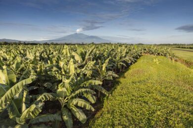 Chiquita, al via un programma di riduzione del 30% delle emissioni di CO2