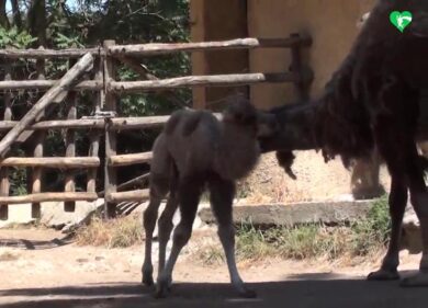 Bioparco Roma, è primavera: nati una cammellina, tre suricati e due pinguini