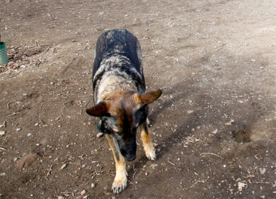 Dilaniato e ucciso dai cani pensionato in cerca di asparagi a Frosinone