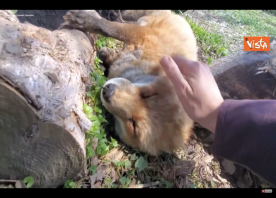 Una volpe si lascia accarezzare mentre dorme, una scena da Piccolo Principe