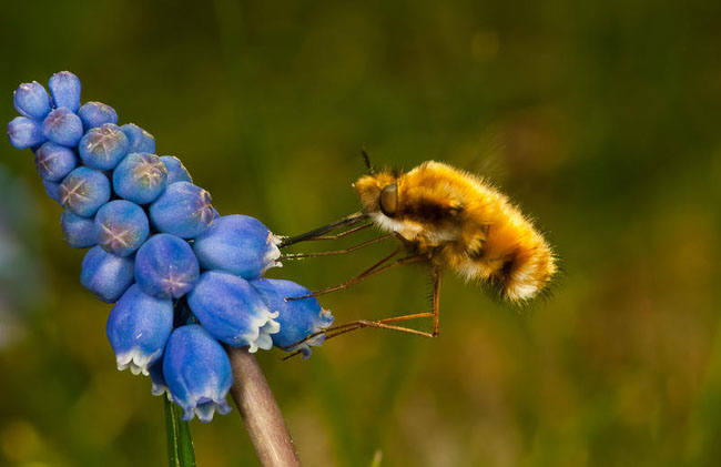 Biodiversità: che mondo sarebbe senza api? Il 20 maggio è la loro giornata Biodiversità: che mondo sarebbe senza api? Il 20 maggio è la loro giornata