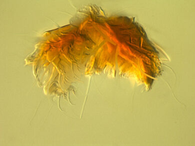 Chiusi in casa per mesi: nuova emergenza, gli acari. Effetti simil Covid