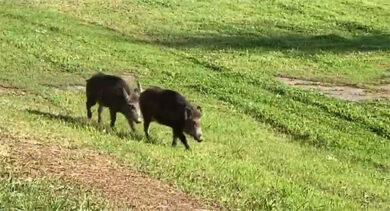 Guidonia: guai a chi dà da mangiare ai cinghiali. Possono passeggiare digiuni