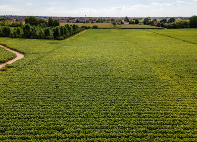 Philip Morris Italia e Coldiretti, intesa per la filiera del tabacco italiano