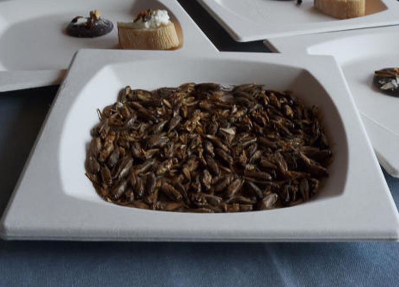 insetti cibo insetti cibo