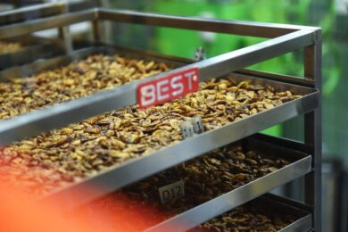 Vino annacquato, insetti, carne e.. Coldiretti: made in Italy sotto attacco Ue