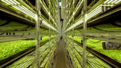 Rai Documentari, Giammaria: “Siamo pronti a osare per conquistare i giovani”