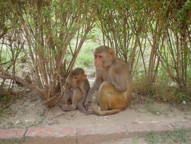 Vaccini, per prevenire le pandemie immunizzare gli animali. Lo studio