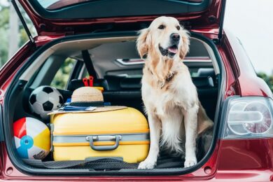 Il Regno Unito, primo al mondo, in difesa dei diritti degli animali