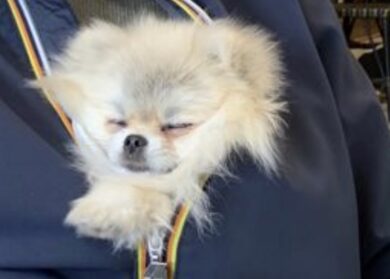 “Fuori i cuccioli da Esselunga”: il caso a Milano