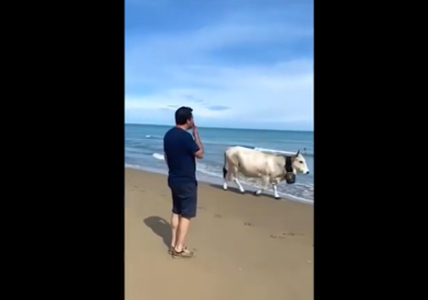 Salvini si rilassa sulla spiaggia di Lesina e manda baci alle vacche. VIDEO
