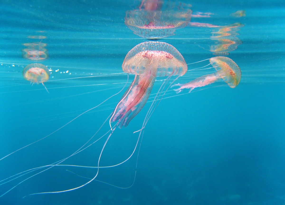 Giornata mondiale degli oceani tra inquinamento, pesca intensiva, estinzioni Giornata mondiale degli oceani tra inquinamento, pesca intensiva, estinzioni
